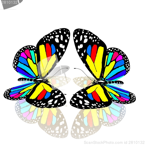 Image of beauty butterflies