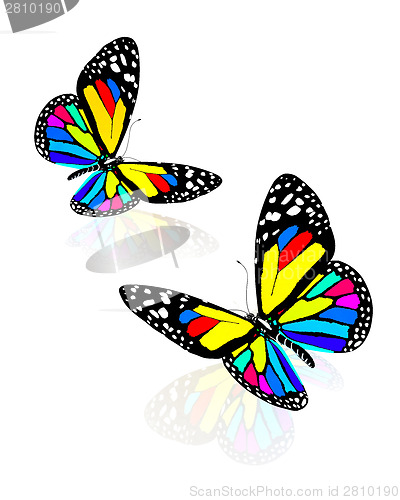 Image of beauty butterflies