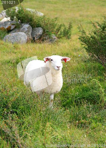 Image of Young sheep