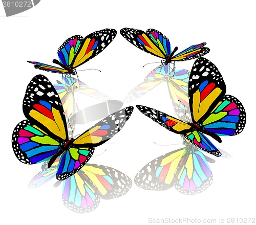 Image of beauty butterflies