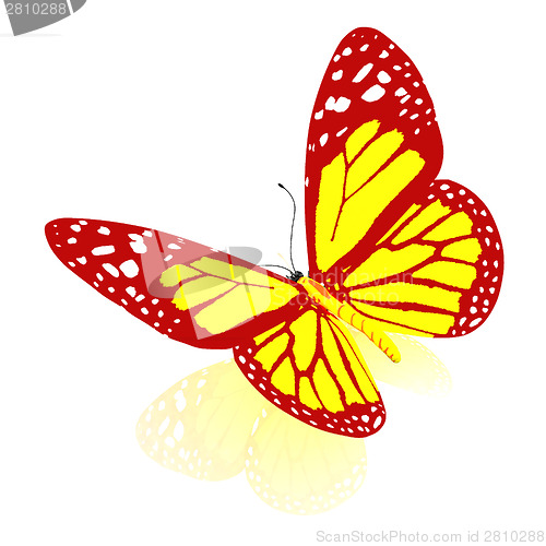 Image of beauty butterfly