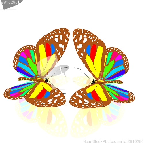 Image of beauty butterflies