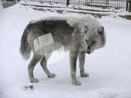 Image of Canadian Wolf