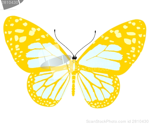 Image of beauty butterfly