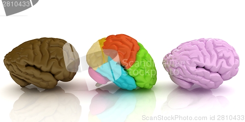 Image of Human brains