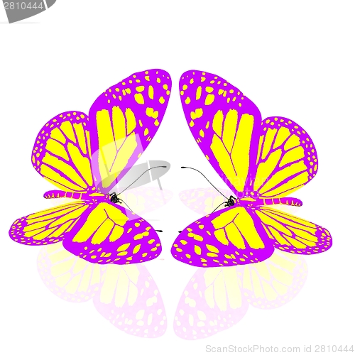 Image of beauty butterflies