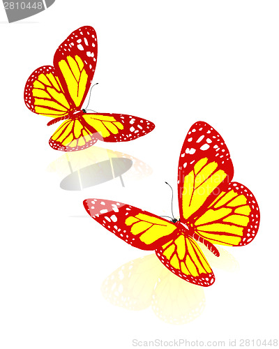 Image of beauty butterflies