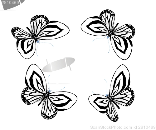 Image of fancy butterflies