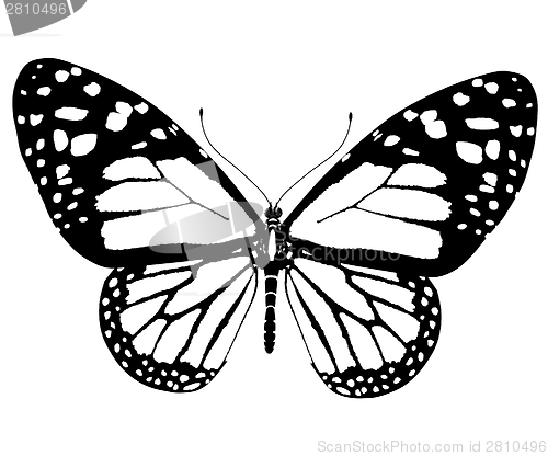 Image of beauty butterfly