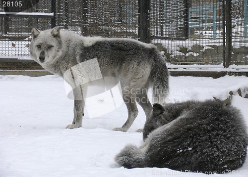 Image of Canadian Wolf