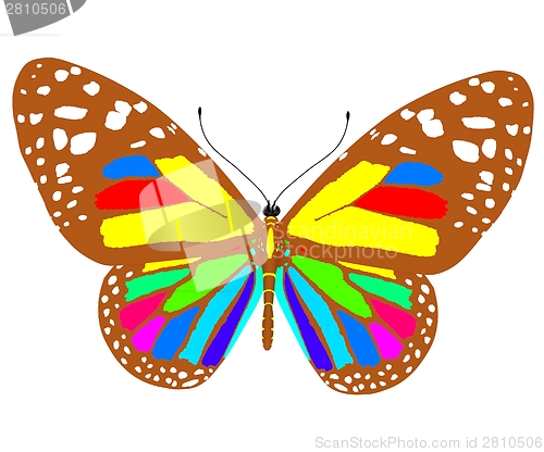 Image of beauty butterfly