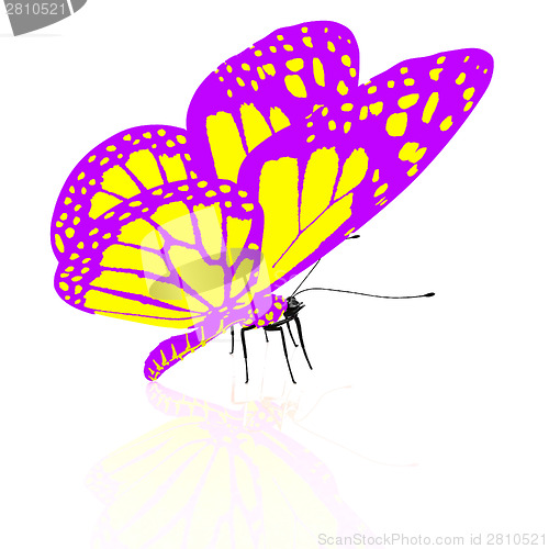 Image of beauty butterfly