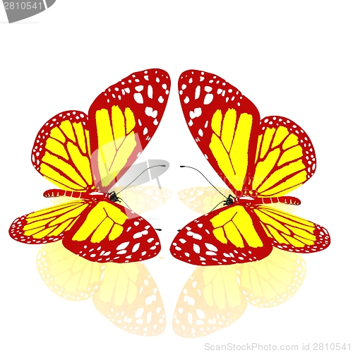Image of beauty butterflies