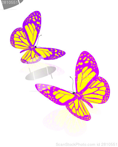 Image of beauty butterflies