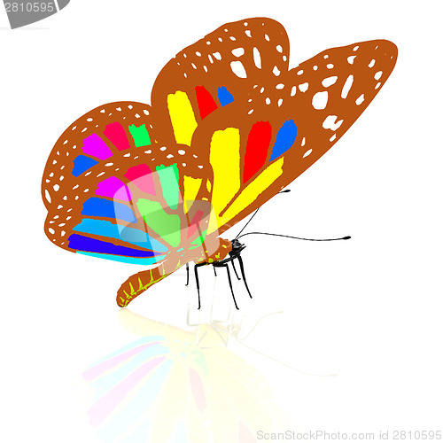 Image of colorful butterfly