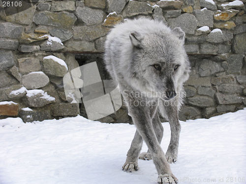 Image of Canadian Wolf