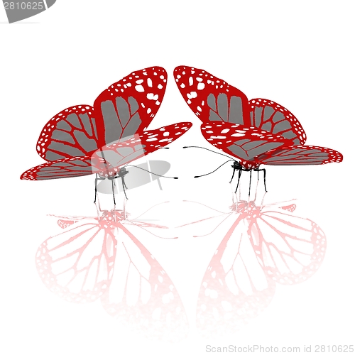 Image of beauty butterflies