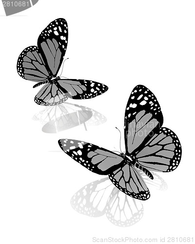 Image of Black and white beautiful butterflys. High quality rendering
