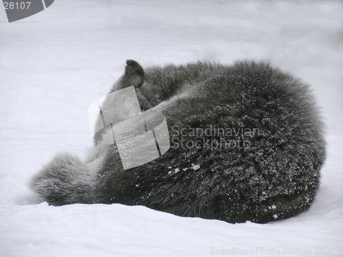 Image of Canadian Wolf