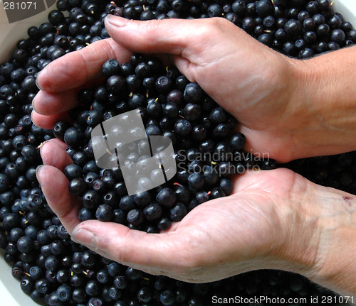 Image of Blueberries