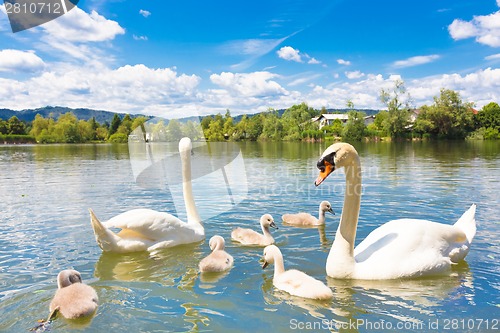 Image of Swans with nestlings in Ljubljana.