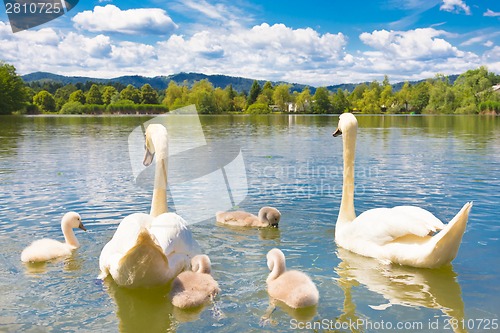 Image of Swans with nestlings in Ljubljana.