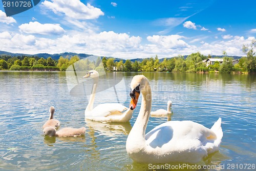 Image of Swans with nestlings in Ljubljana.