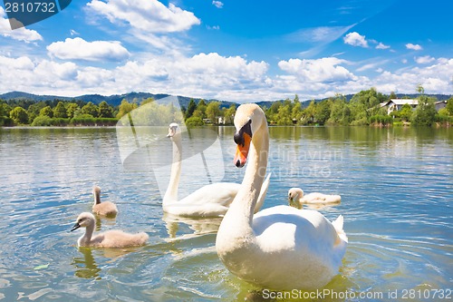 Image of Swans with nestlings in Ljubljana.