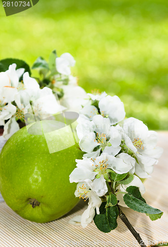 Image of Green apple with a branch of a blossoming apple-tree close-up