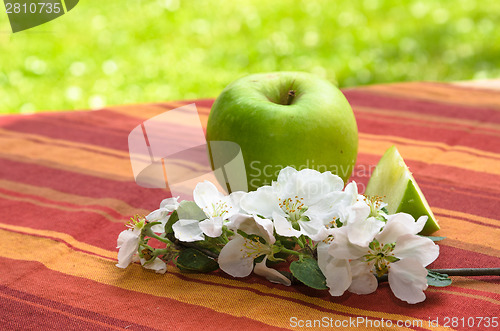 Image of Green apple with a branch of a blossoming apple-tree,  in a gard