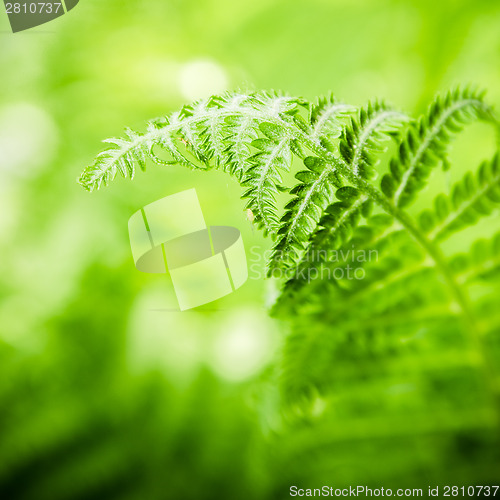 Image of Fern leaves, the close up 