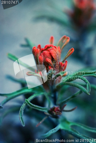 Image of Indian Paintbrush