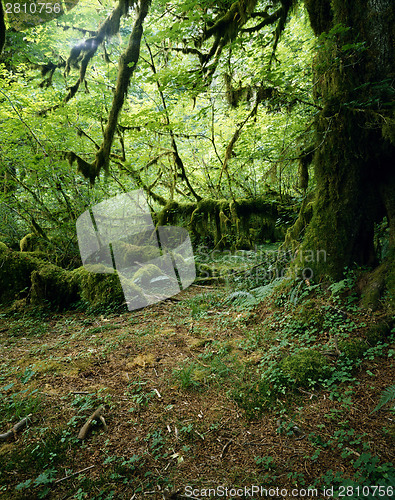 Image of Rain Forest