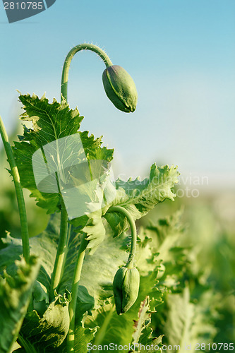 Image of agriculture poppy field