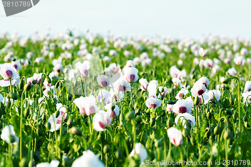 Image of agriculture poppy field