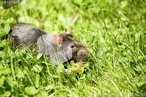 Image of rat eating cake