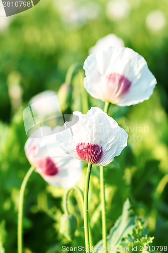 Image of agriculture poppy field