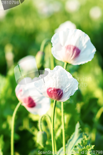 Image of agriculture poppy field