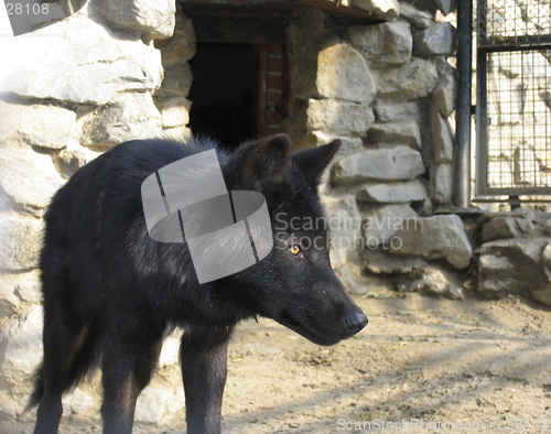 Image of Canadian Wolf