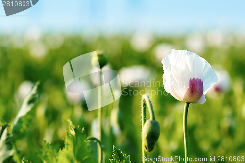 Image of agriculture poppy field