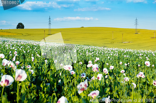 Image of agriculture poppy field