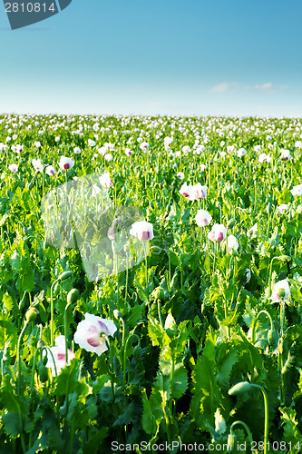 Image of agriculture poppy field