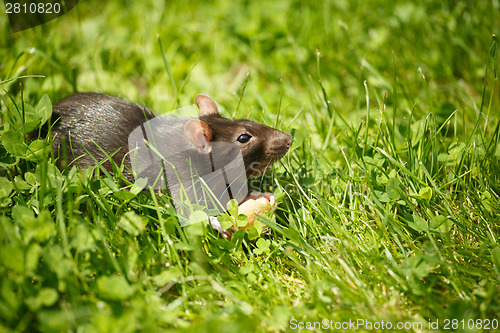 Image of rat eating cake