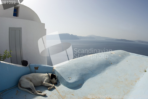 Image of dog sleeping santorini