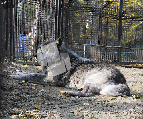 Image of Canadian Wolf