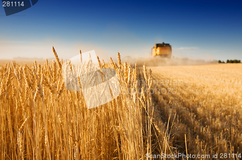 Image of Harvest time