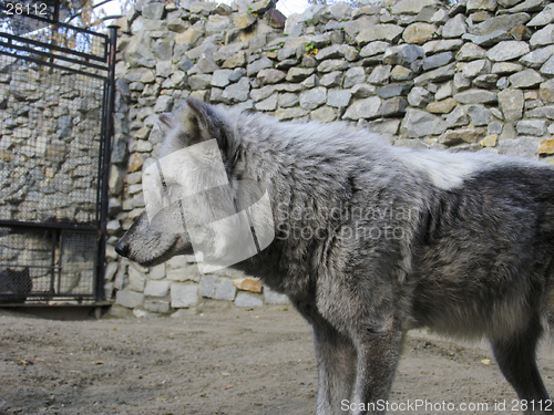 Image of Canadian Wolf