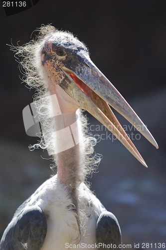 Image of Marbou Stork