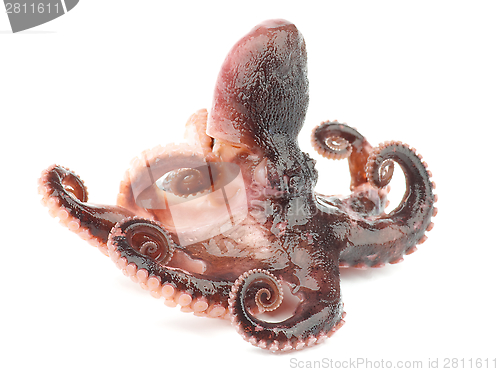 Image of Octopus