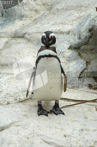 Image of Magellenic penguin